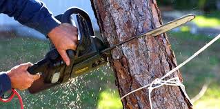 Best Tree Risk Assessment  in Edgeworth, PA