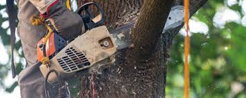 Best Arborist Consultation Services  in Edgeworth, PA