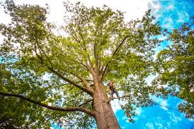 Best Utility Line Clearance  in Edgeworth, PA