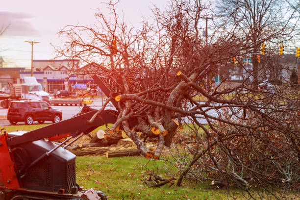 Best Tree and Shrub Care  in Edgeworth, PA