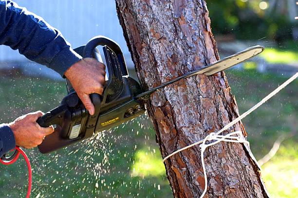 Best Lawn Maintenance Plans  in Edgeworth, PA