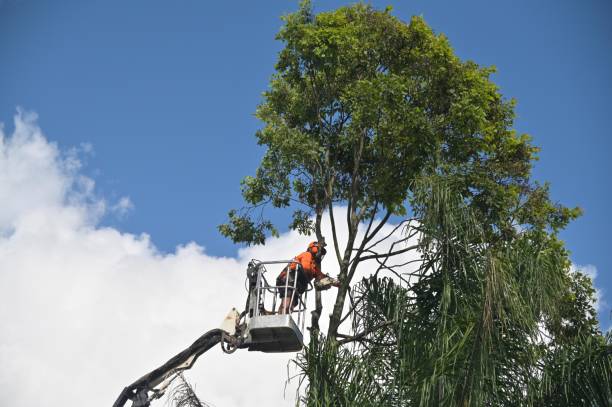 How Our Tree Care Process Works  in  Edgeworth, PA