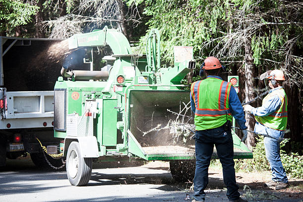 Best Tree Health Inspection  in Edgeworth, PA
