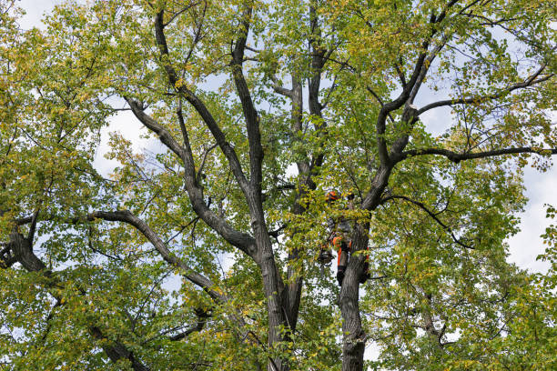 Professional Tree Care in Edgeworth, PA